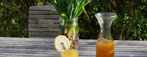 Limonade de pissenlit