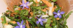Salade aux fanes de betterave et bourrache