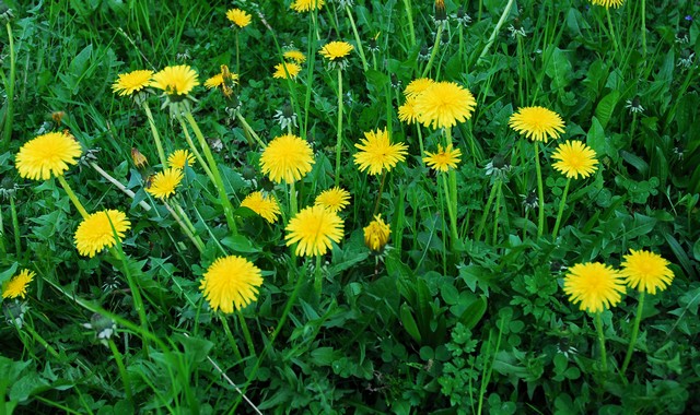 De beaux pissenlits.