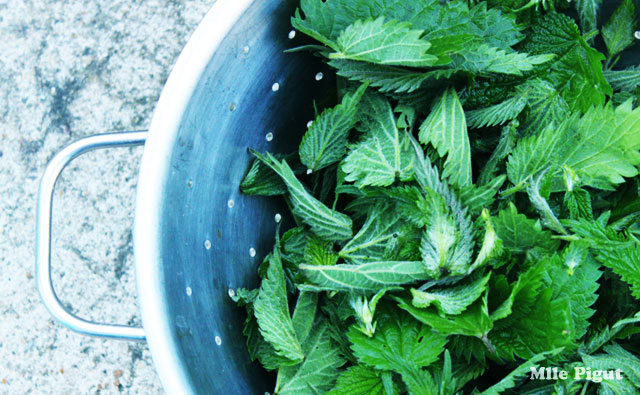 Jeunes feuilles d'orties